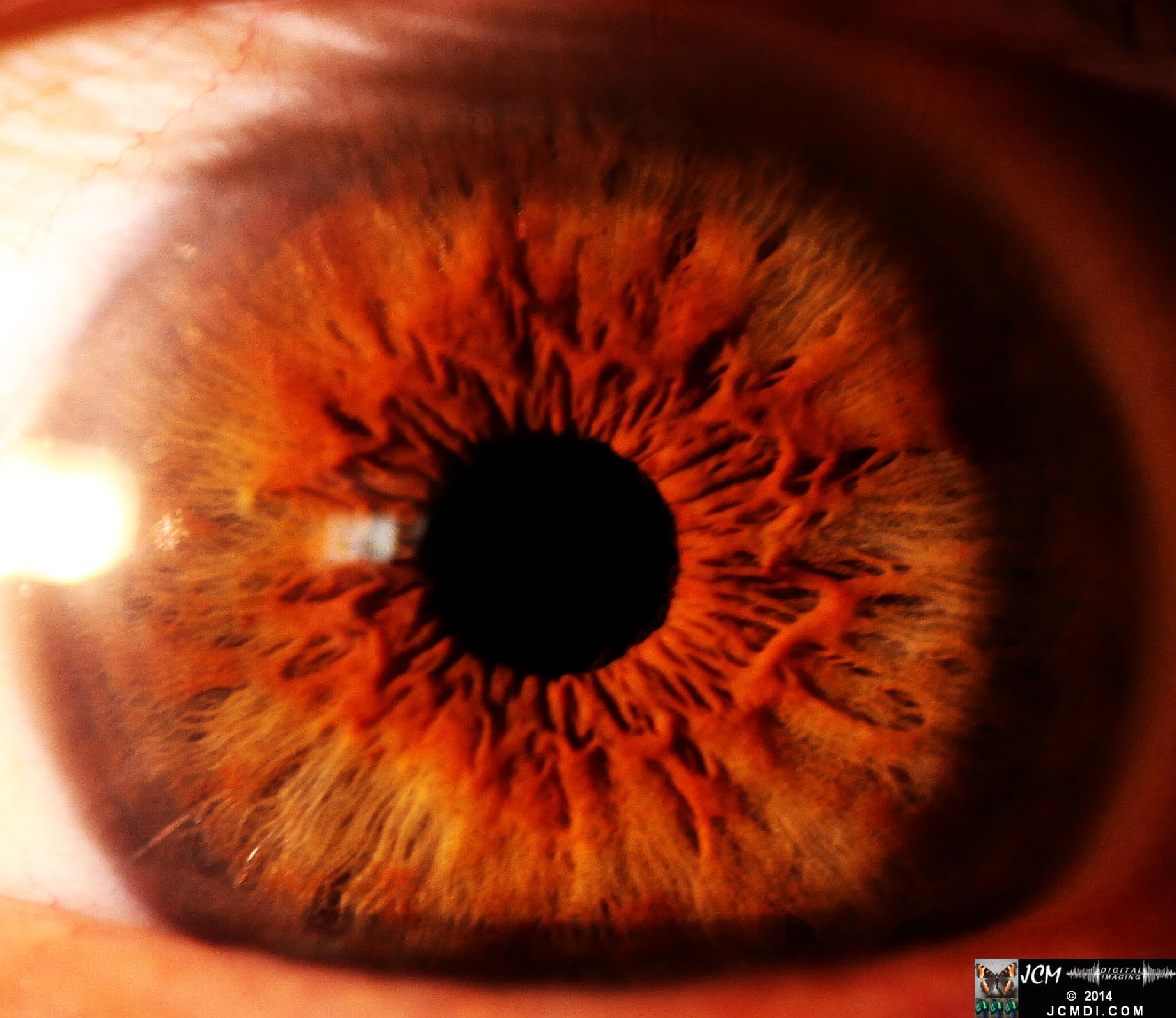 Human eye macro close-up Canon 5D Mk2 with MPE65 lens